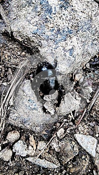 UK dung beetle, &#subfamily Scarabaeinae&#, Dartmoor Devon uk